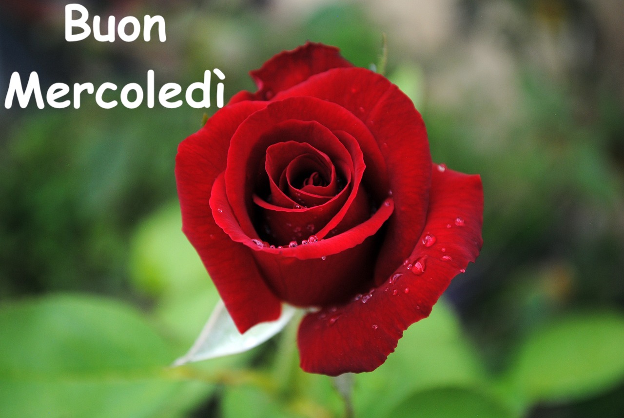 immagine di una rosa rossa ricoperta di rugiada e la scritta buon mercoledì